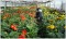 Gerbera Grower In The Coir Greenhouse